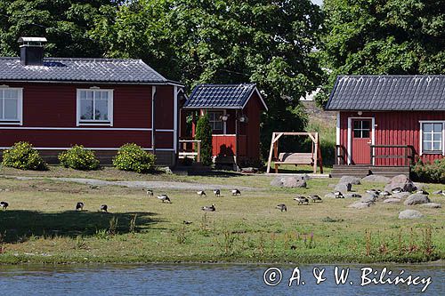 Bernikle białolice, Branta leucopsis w wiosce rybackiej na wyspie Haapasaari, Zatoka Fińska, Finlandia