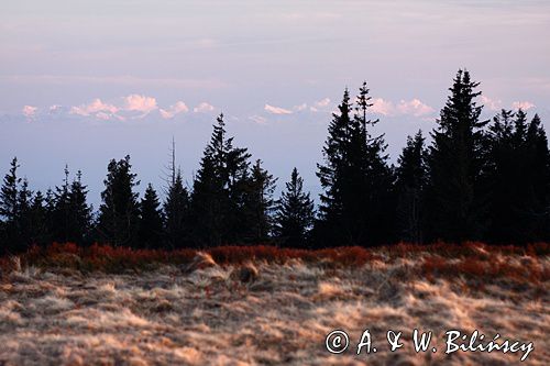 Widok z Hali Krupowej na Tatry