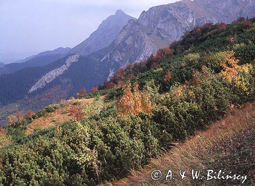 Hala Upłaz i Giewont, Tatry