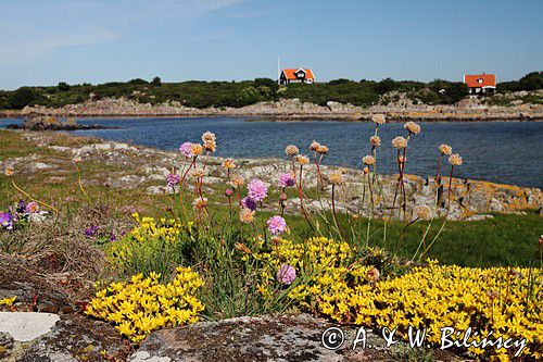 Zawciąg nadmorski, Armeria maritima, Hallands Vadero, Szwecja Zachodnia, Kattegat