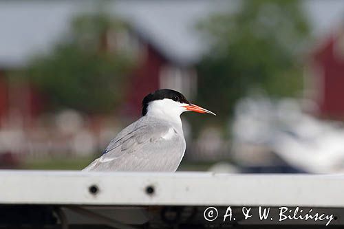 Rybitwa rzeczna, rybitwa zwyczajna, Sterna hirundo, w porcie Hanko, Zatoka Fińska, Finlandia