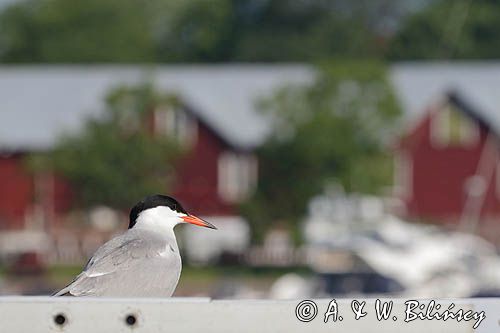 Rybitwa rzeczna, rybitwa zwyczajna, Sterna hirundo, w porcie Hanko, Zatoka Fińska, Finlandia