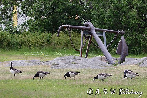 Bernikle białolice, Branta leucopsis w Hanko, Zatoka Fińska, Finlandia