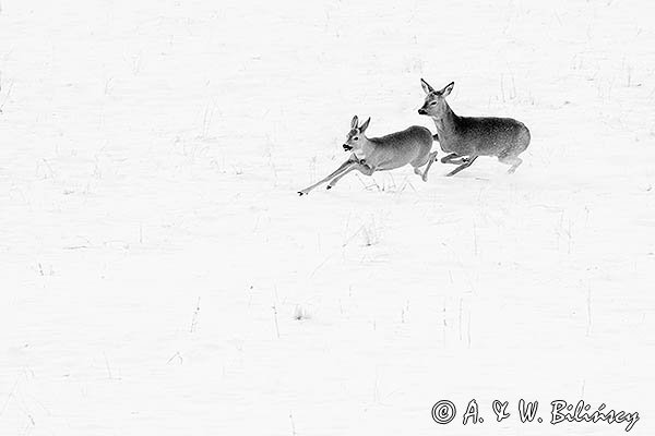 Sarnie harce, Capreolus capreolus