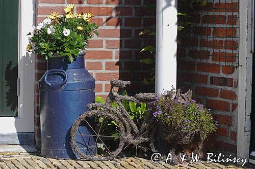 kwietnik w Harlingen, Holandia, Waddensee