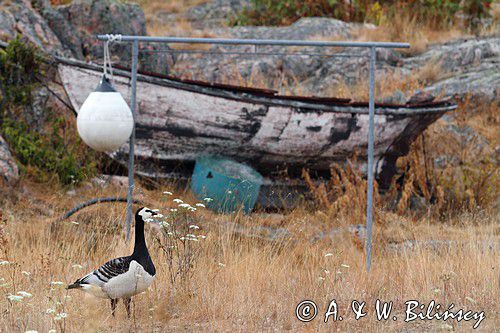 wyspa Havringe, bernikla białolica, Branta leucopsis, Szwecja