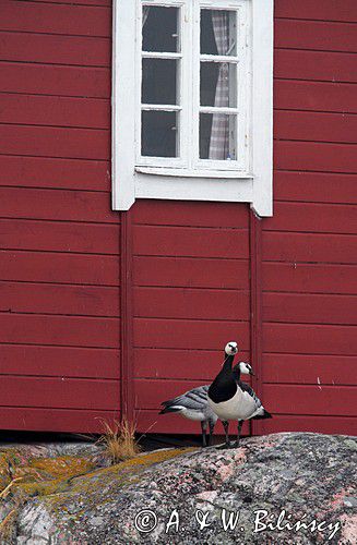 wyspa Havringe, bernikla białolica, Branta leucopsis, Szwecja