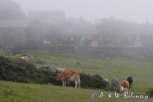 farma na wyspie Herm, Channel Islands, Anglia, Wyspy Normandzkie, Kanał La Manche