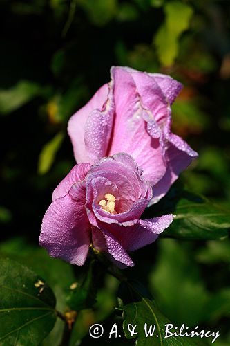 hibiscus syriacus, ketmia syryjska Woodbridge