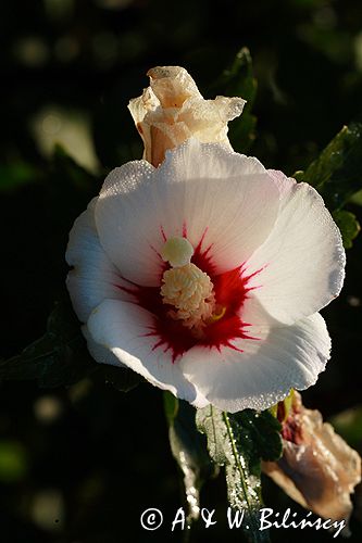 hibiscus syriacus, ketmia syryjska, Red Heart
