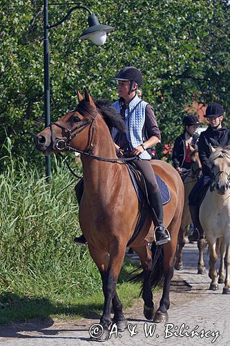 jazda konna, rajd konny na wyspie Hiddensee, Mecklenburg-Vorpommern, Niemcy