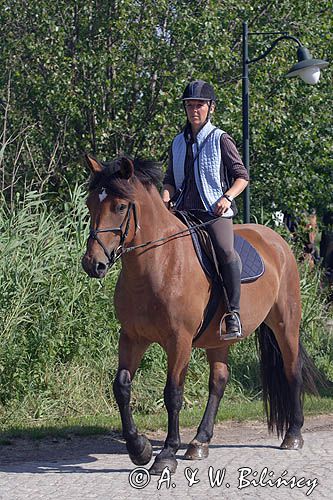 jazda konna, rajd konny na wyspie Hiddensee, Mecklenburg-Vorpommern, Niemcy