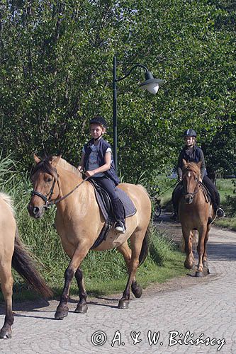 jazda konna, rajd konny na wyspie Hiddensee, Mecklenburg-Vorpommern, Niemcy