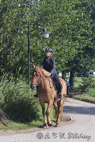 jazda konna, rajd konny na wyspie Hiddensee, Mecklenburg-Vorpommern, Niemcy