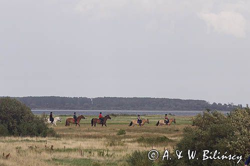 rajd konny, wyspa Hiddensee, Mecklenburg-Vorpommern, Bałtyk, Niemcy