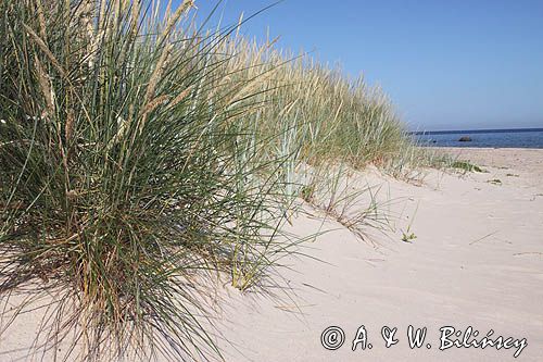 wyspa Hiuma, Hiiumaa, piaszczysta plaża w Lehtma, Estonia Hiiumaa Island, sandy beach near Lehtma, Estonia