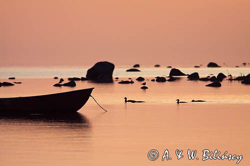 wyspa Hiuma, Hiiumaa, wybrzeże koło Soru, Estonia, tracz nurogęś, Mergus merganser Hiiumaa Island, Soru, Estonia