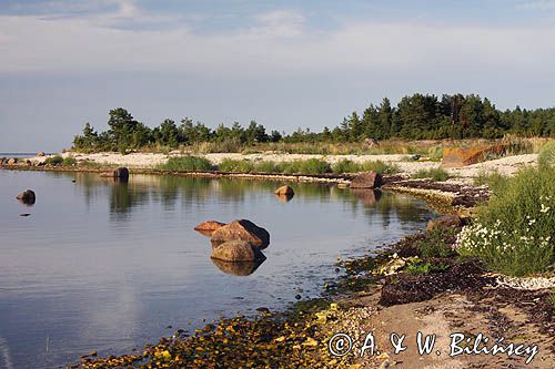 wyspa Hiuma, Hiiumaa, wybrzeże koło Suursadam, Estonia Hiiumaa Island, Suursadam, Estonia