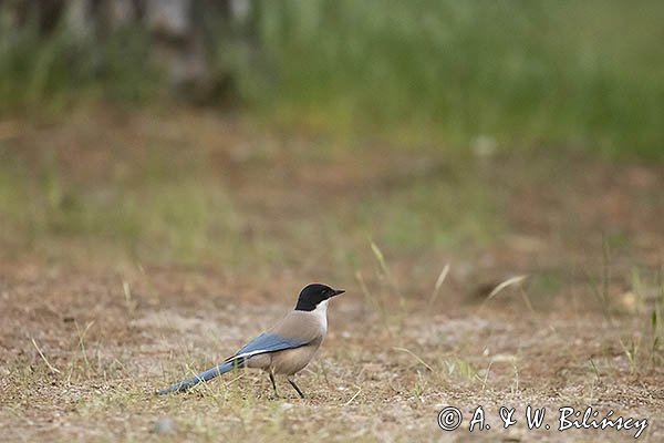 Sójka błękitna, sroka błękitna, Cyanopica cyanus