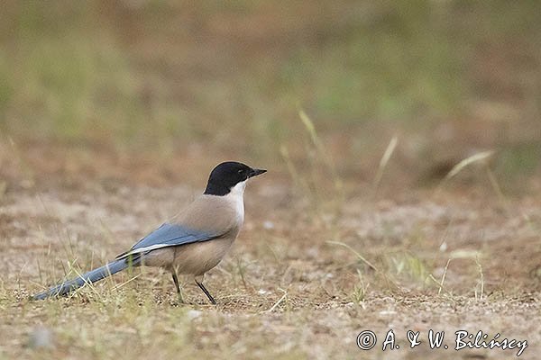 Sójka błękitna, sroka błękitna, Cyanopica cyanus