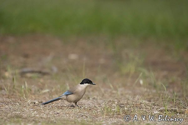 Sójka błękitna, sroka błękitna, Cyanopica cyanus