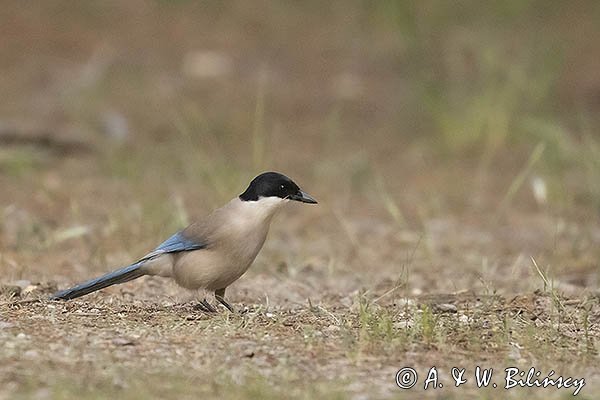 Sójka błękitna, sroka błękitna, Cyanopica cyanus