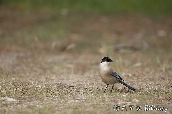 Sójka błękitna, sroka błękitna, Cyanopica cyanus