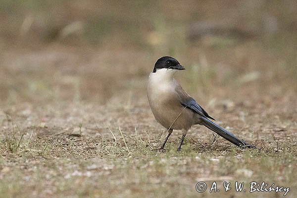 Sójka błękitna, sroka błękitna, Cyanopica cyanus