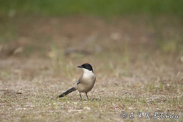 Sójka błękitna, sroka błękitna, Cyanopica cyanus