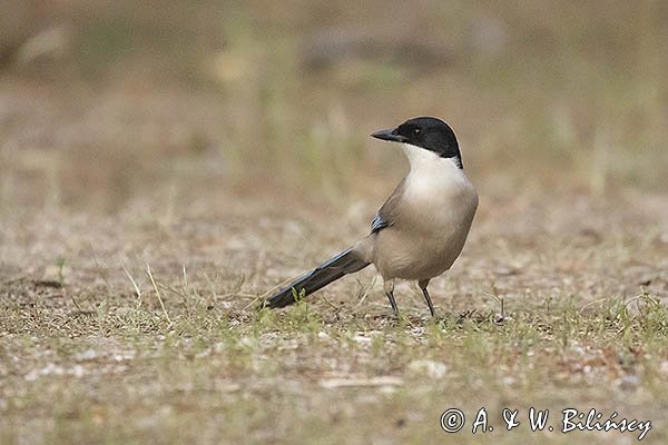 Sójka błękitna, sroka błękitna, Cyanopica cyanus