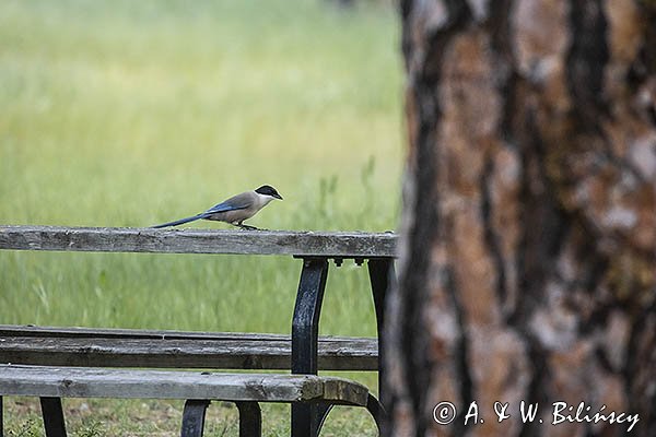 Sójka błękitna, sroka błękitna, Cyanopica cyanus