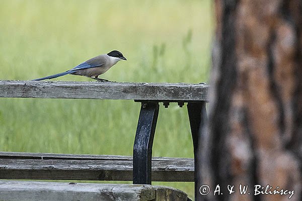 Sójka błękitna, sroka błękitna, Cyanopica cyanus