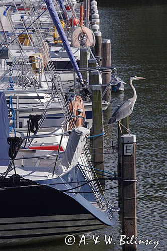 Hoorn, Holandia, Ijsselmeer, port, czapla siwa Ardea cinerea