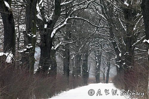 Zabytkowa aleja w Hroszówce, Pogórze Przemyskie