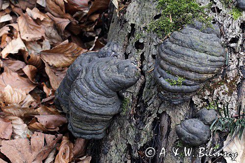 Hubiak pospolity, Fomes fomentarius