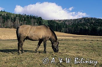 konik huculski w Bieszczadach,