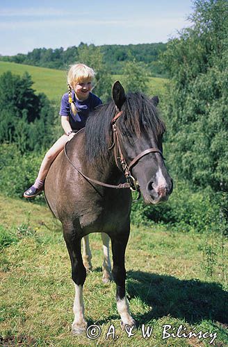dziecko na koniu huculskim
