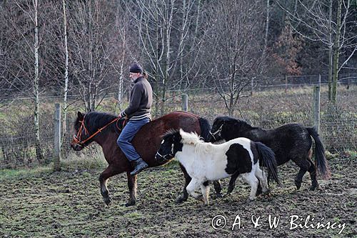 hucuł i kucyki hucul pony and ponies