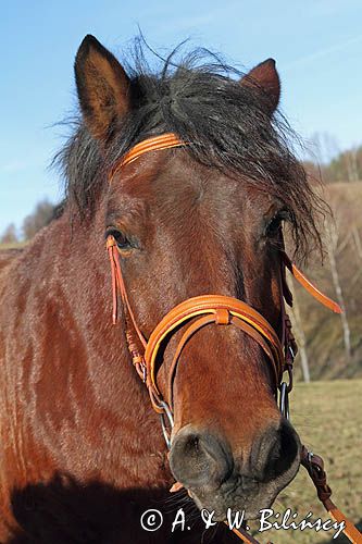 hucuł hucul pony