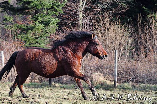 hucuł hucul pony