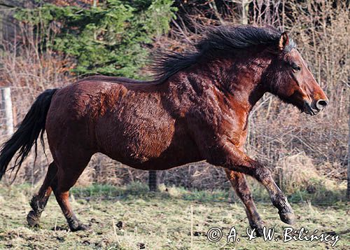 hucuł hucul pony