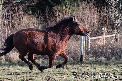 hucuł hucul pony