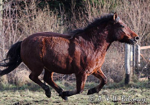 hucuł hucul pony