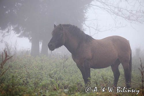 hucuł Otryt, Bieszczady