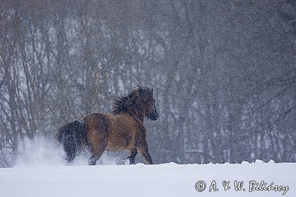 Hucuł Otryt, w śnieżycy