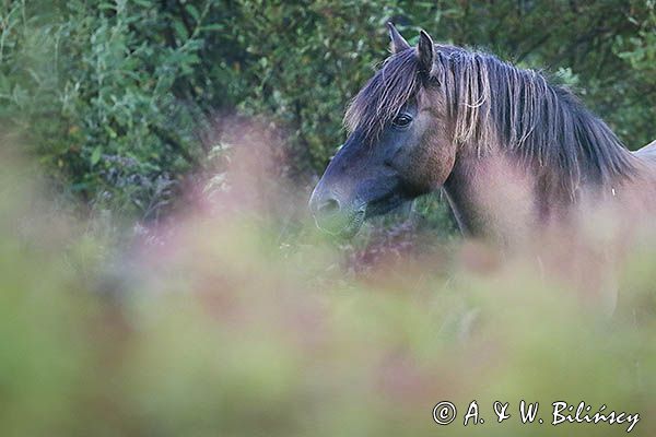 hucuł Otryt portret, Bieszczady