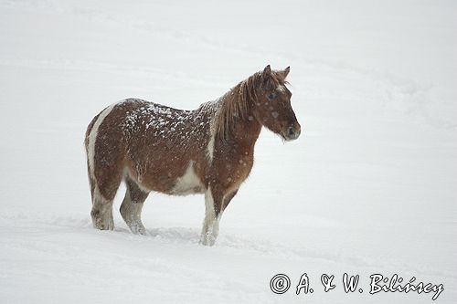 koniki huculskie - hucuły