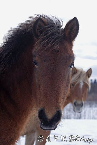hucuł, Bieszczady, Stadnina Koni huculskich Tabun
