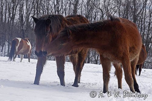 hucuły, Bieszczady, Stadnina Koni huculskich Tabun