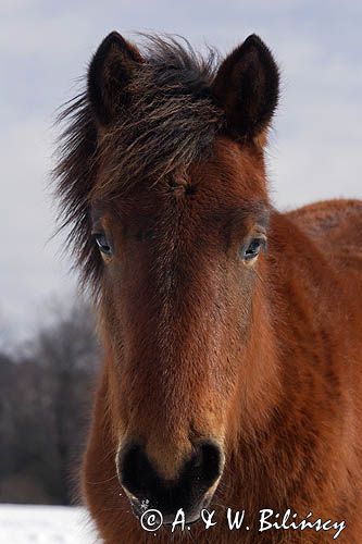 hucuł, Bieszczady, Stadnina Koni huculskich Tabun
